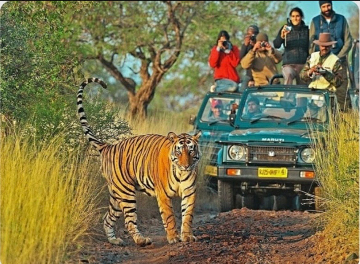 Taxi Service in Tadoba National Park